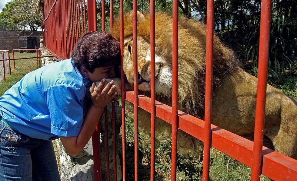 León, Jupiter, llegó a Cali para iniciar su recuperación
