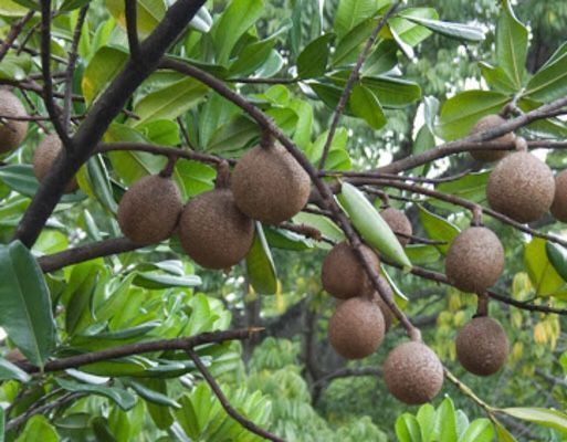 Habitantes de Yotoco solicitaron a la Gobernación del Valle apoyar proyecto para rescate de frutos en vía de extinción
