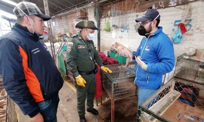 Rescatados animales de compañía en la plaza de mercado El Potrerillo, a través de operativo adelantado por la Alcaldía de Pasto