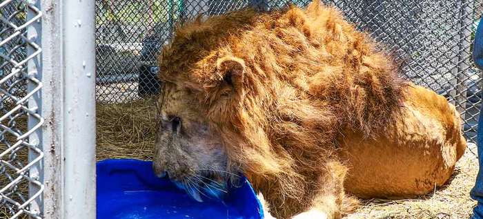 El ‘Rey de la selva’ llegó al reino de los cielos