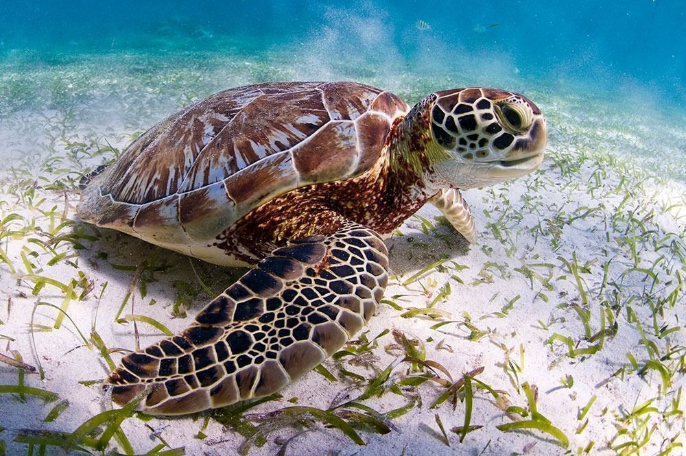 16 de junio, se celebra el día internacional de las tortugas marinas
