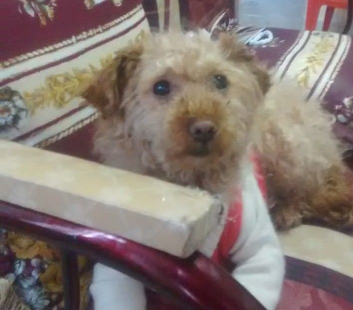 Juez condenó a hombre que apuñaló a una perrita en Ipiales