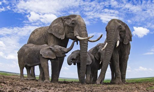 Misterio rodea la muerte de elefantes en Botsuana Africa