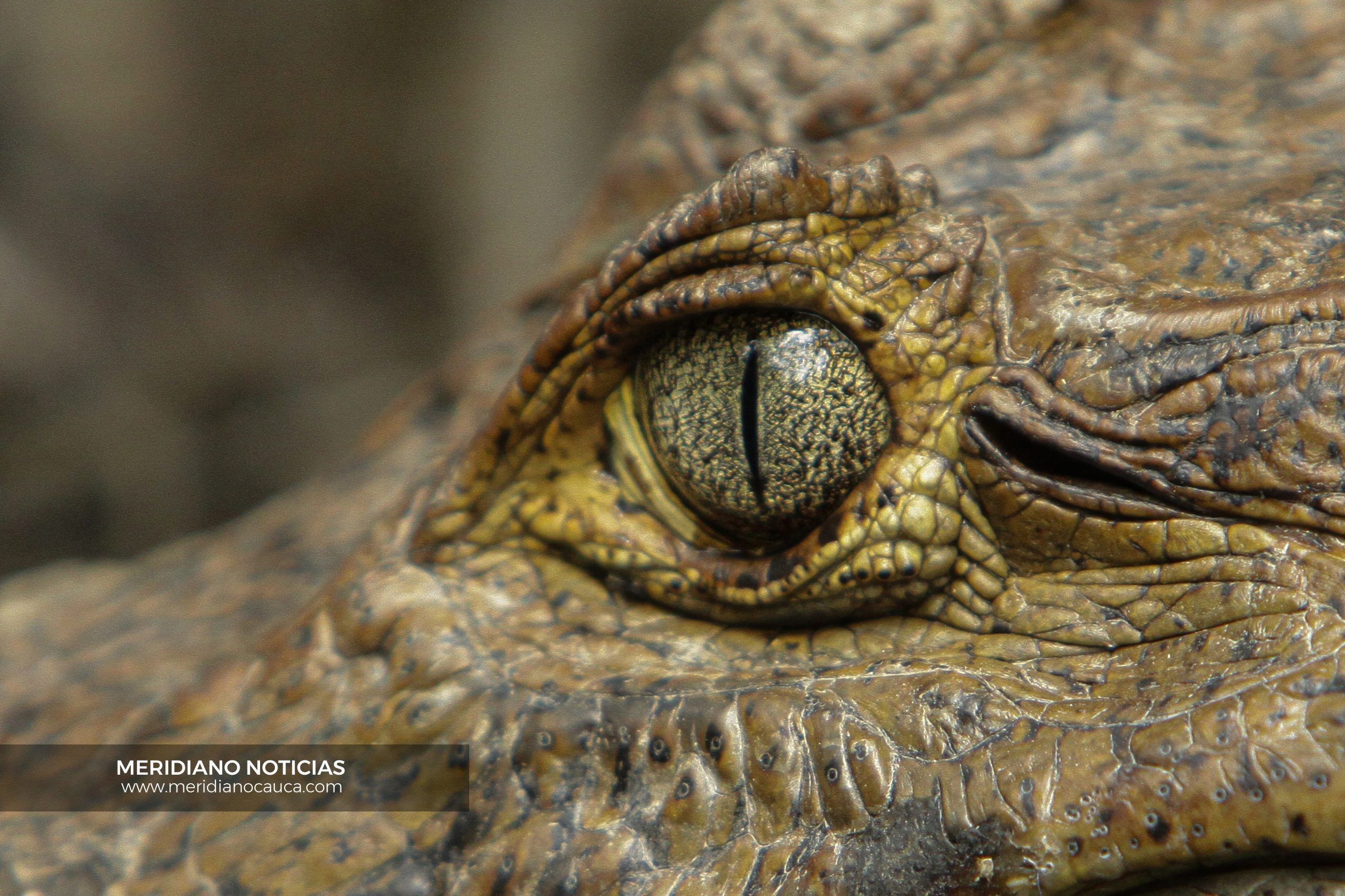 JORNADA NACIONAL DE LIBERACIÓN DE FAUNA SILVESTRE EN EL PACÍFICO COLOMBIANO.