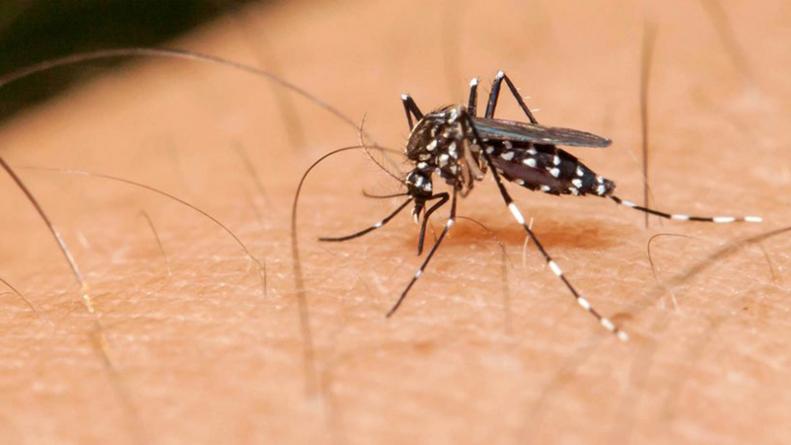En el Valle persiste la alarma por epidemia de dengue que deja 47 víctimas