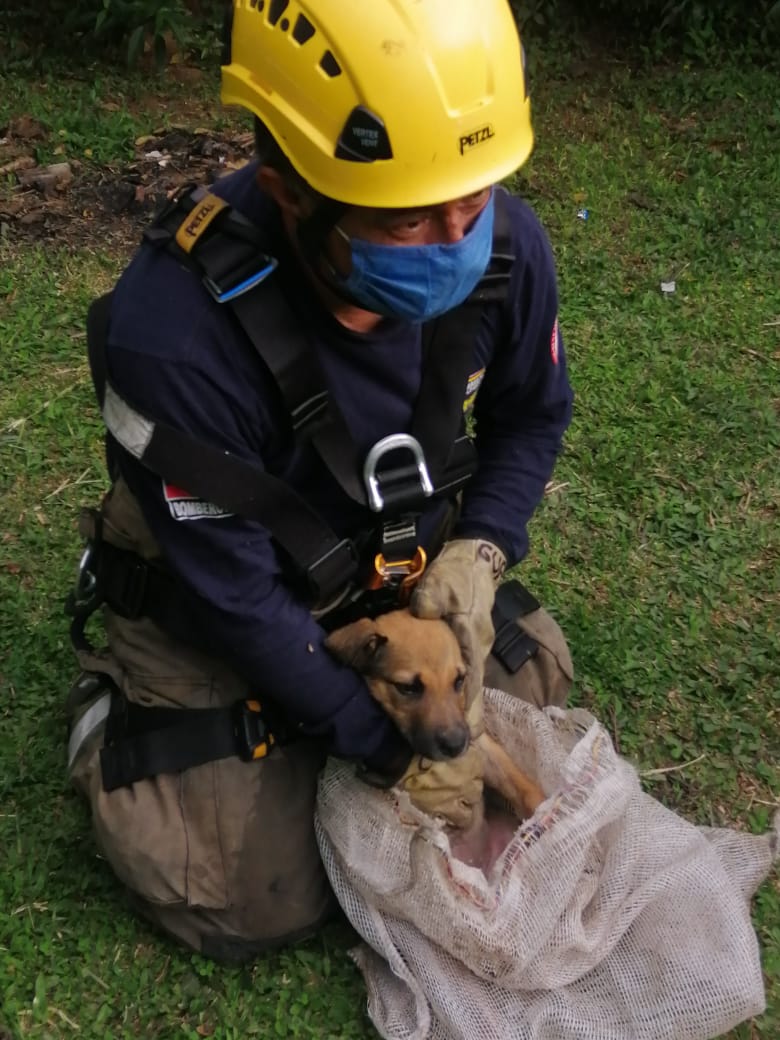 Bomberos rescatan a Zeus, un cachorro que cayó al río Ejido