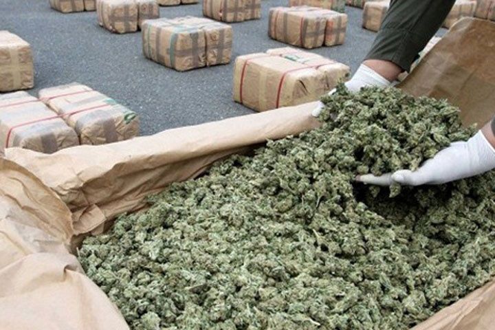 En el norte del Cauca: ya la DEA participa en operativos contra el tráfico de marihuana