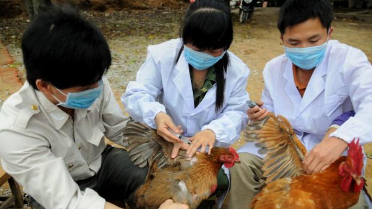 Miles de pollos serán sacrificados en Europa y Japón debido al nuevo brote de gripa aviar
