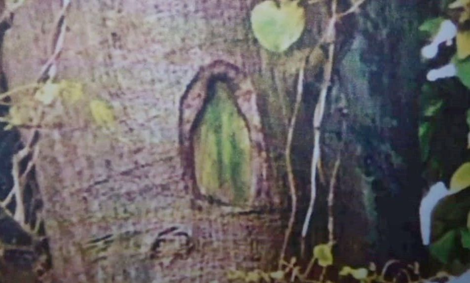 Comunidad de oriente de Popayán afirma que apareció, en un árbol, la Virgen