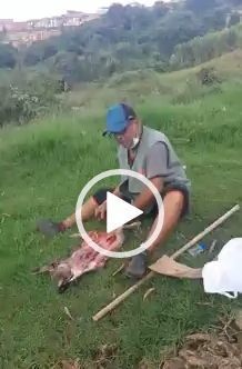 En el norte de Popayán: graban a ciudadano cuando despellejaba a un gato