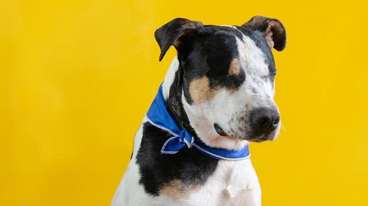 Una multa económica y un año de cárcel pagará Rafael, el hombre que dejó ciego a un perro
