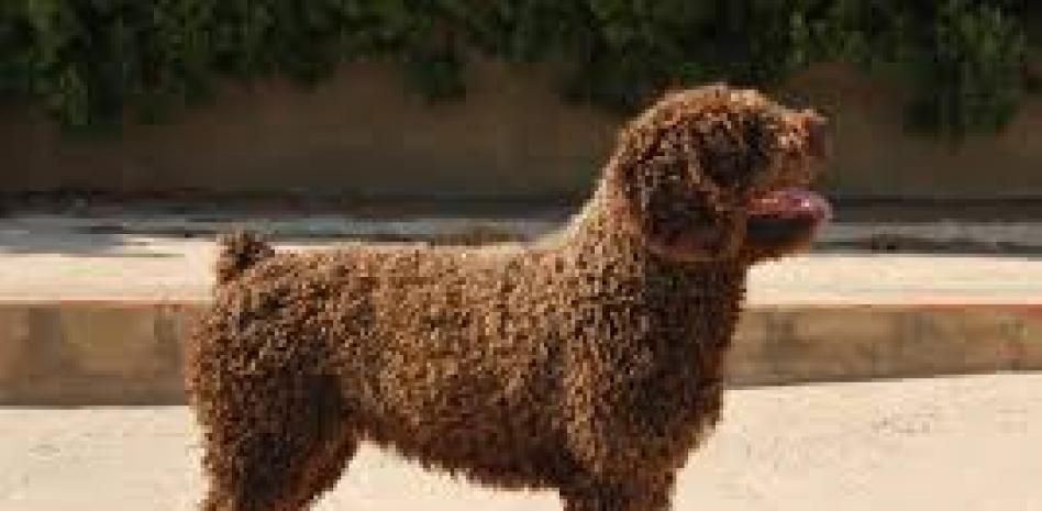 Mascota fue asesinada por su propietaria