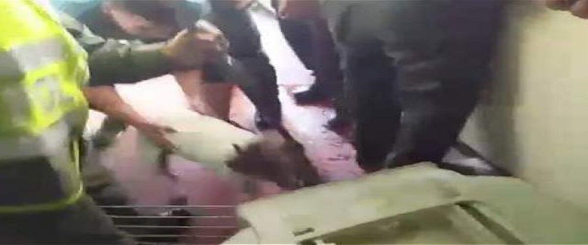 Perro murió tras ser apuñalado por un vecino en el norte de Cali