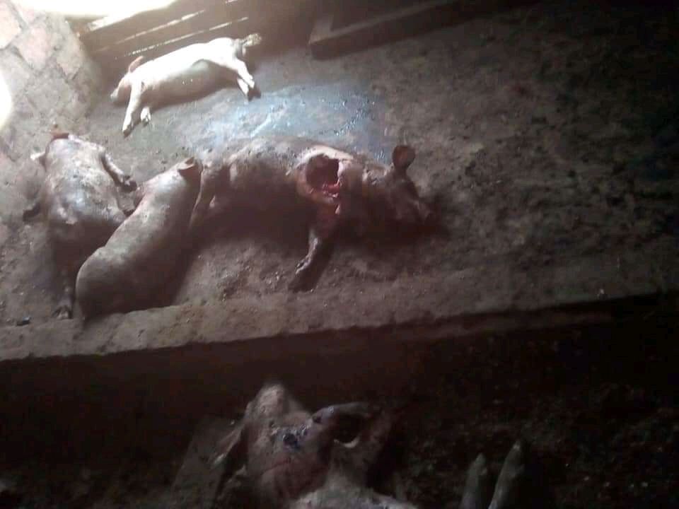 Extraño animal está acabando “con todo” en zona rural de Timbío, Cauca