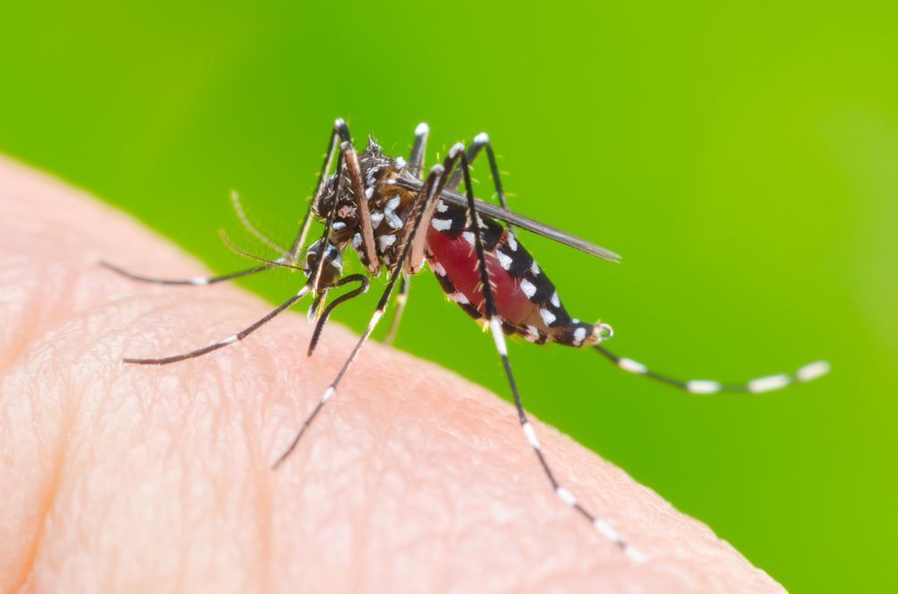 Alerta en el Valle: 1700 casos de dengue en lo que va corrido del año