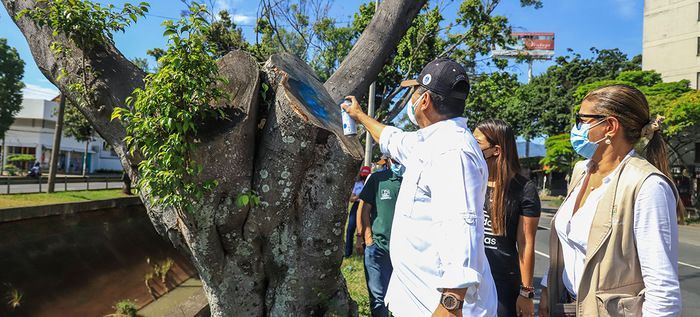 Intervención a los árboles de la autopista suroriental de Cali