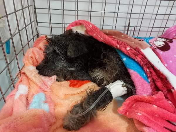 Negrito necesita solidaridad, un ser humano lo abandonó, hoy necesita que los seres humanos lo ayuden
