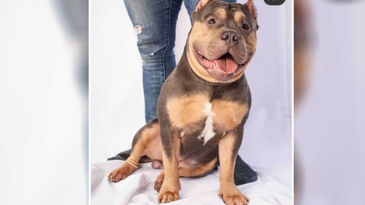Easyfly deberá responder por la muerte del perro Homero