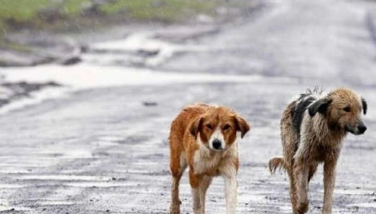 El canino, acompaño a su amigo perruno por más de 24 horas