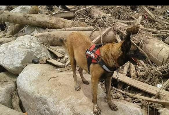 Falleció “Shena” canina del grupo K9 especialista en búsqueda de cadáveres