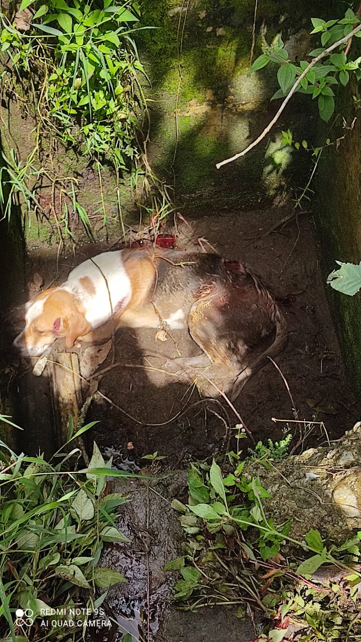 Caso de maltrato animal; canino fallece después de ser rescatado