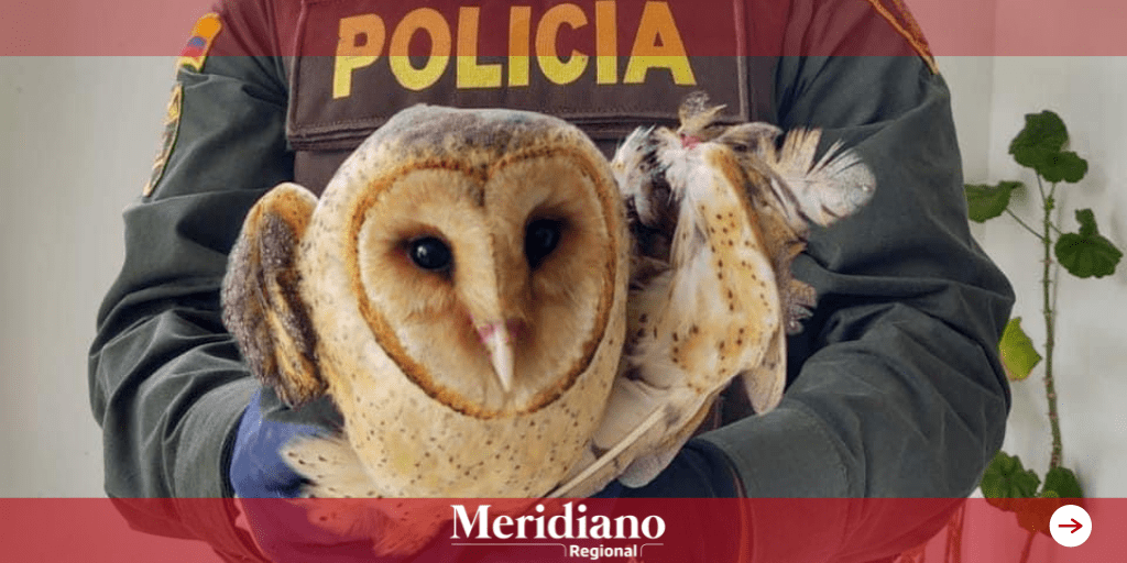 La Policía Metropolitana de Pasto logró rescatar una lechuza en el corregimiento del Encano.