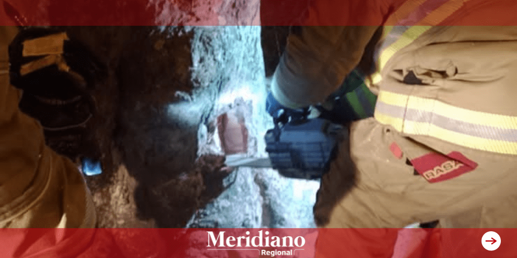 Una curiosa historia de como un árbol del parque caldas quedó con un hueco en uno de sus costados por una irresponsabilidad.