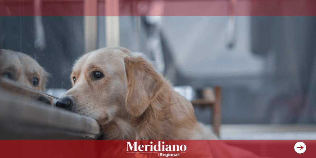 Por falta de agua y comida murieron 300 perros en Ucrania