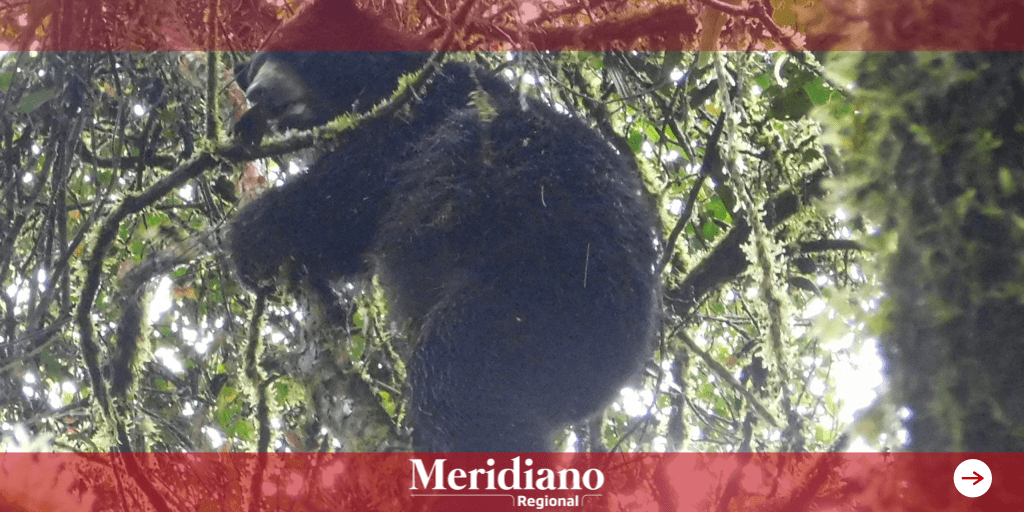 CRC adelanta acciones de conservación del Oso Andino
