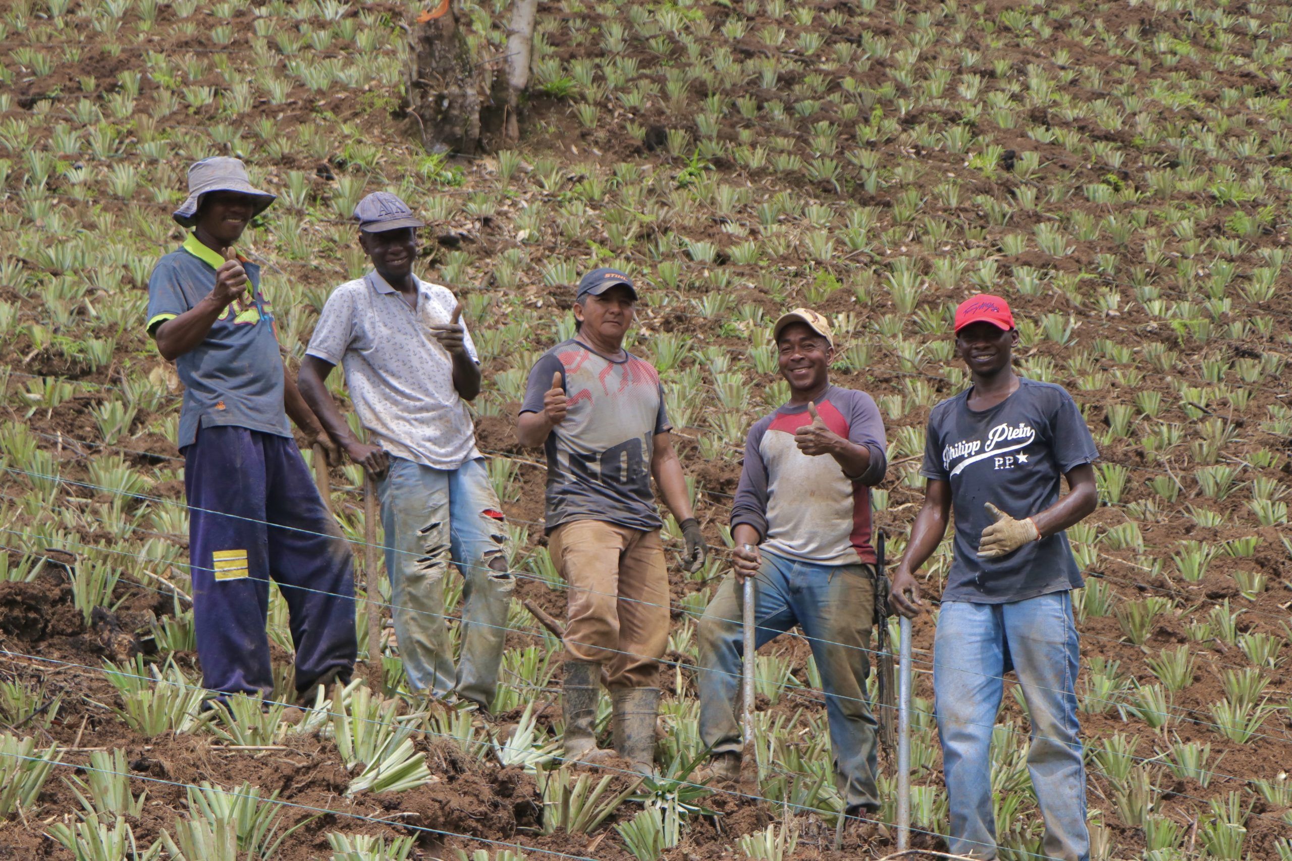 Gobernación del Cauca invierte más de 5.000 millones en el fortalecimiento del cultivo de piña