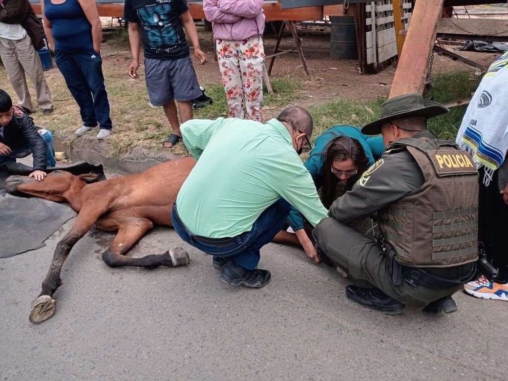Equino fue atropellado por un vehículo fantasma