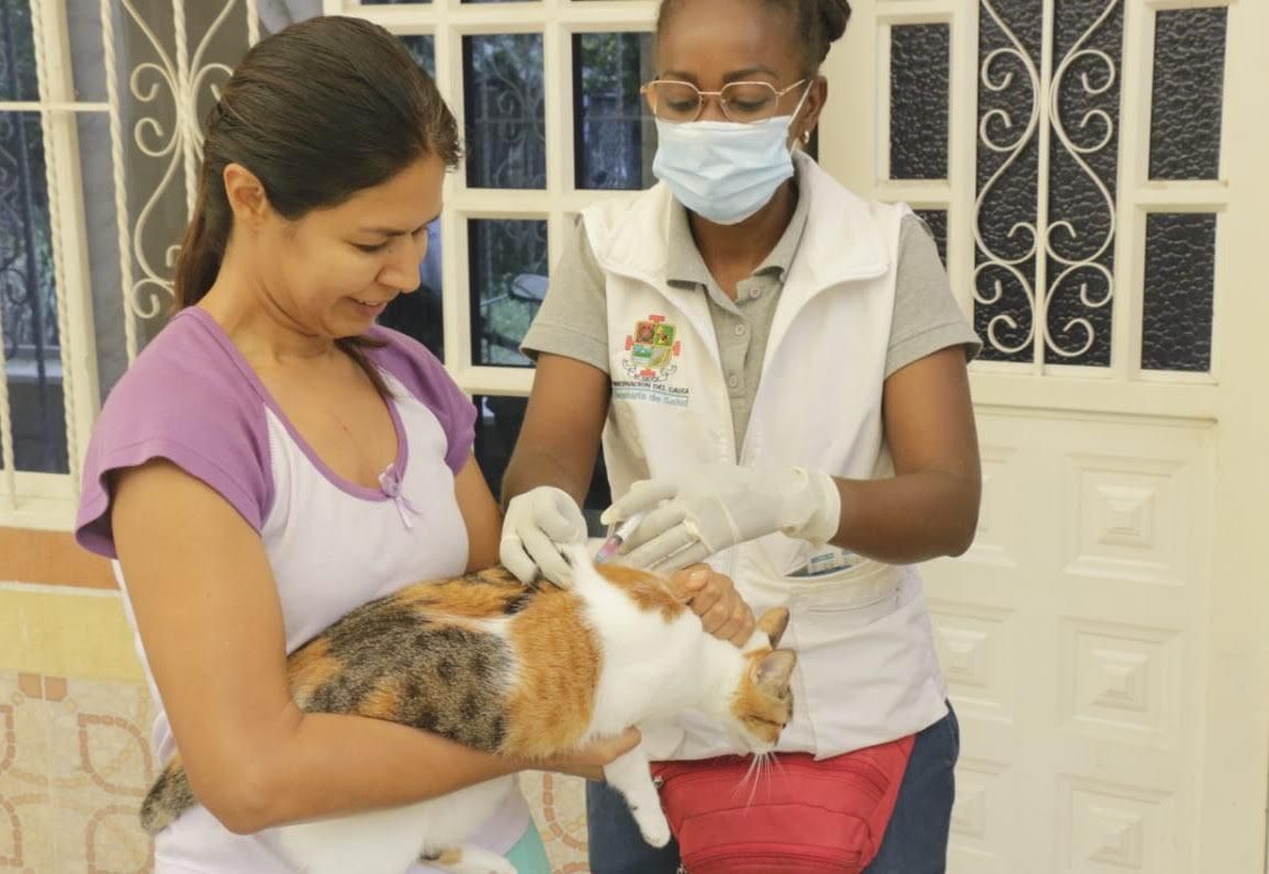 Prevenir la rabia en perros y gatos es la apuesta de la Gobernación del Cauca con las jornadas masivas de vacunación