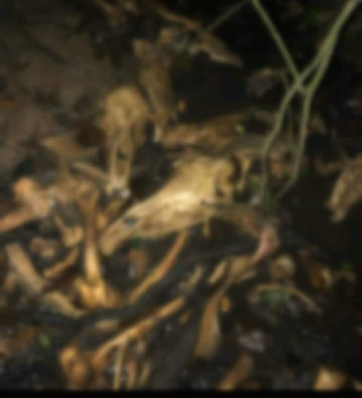 En zona rural de la capital caucana fueron hallados restos de 100 caballos.
