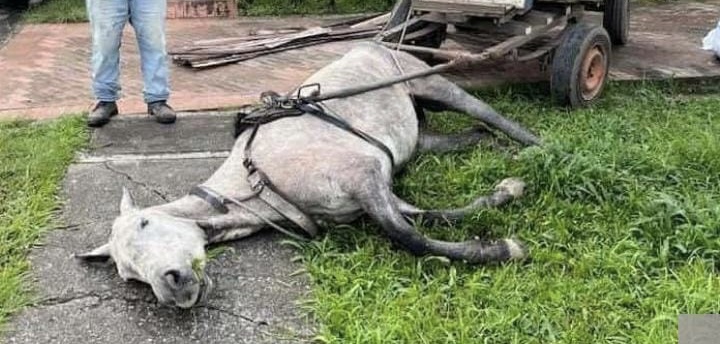 Nuevo caso de maltrato animal
