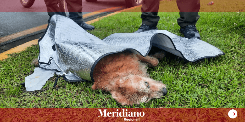 Policía resacato canino en condiciones criticas -Policia ambiental – meridiano – meridiano regional – noticias cauca – noticias popayan