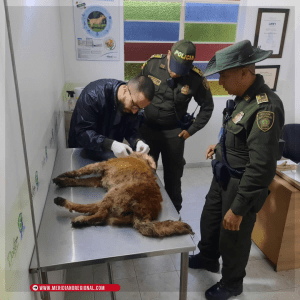 Policía resacato canino en condiciones criticas -Policia ambiental – meridiano – meridiano regional – noticias cauca – noticias popayan