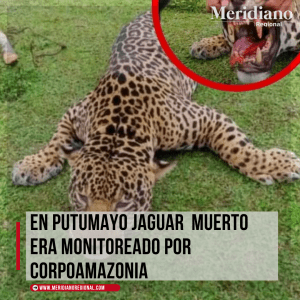Buscan al responsable de cazar un jaguar en Puerto Asís - jaguar muerto en putumayo - meridiano regional - Meridiano Regional Buscan al responsable de cazar un jaguar en Puerto Asís - jaguar muerto en putumayo - meridiano regional