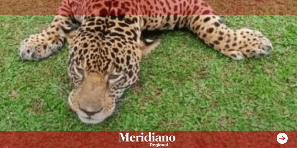 Buscan al responsable de cazar un jaguar en Puerto Asís - jaguar muerto en putumayo - meridiano regional