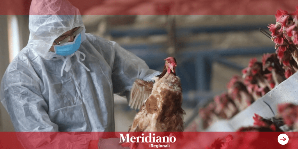 China detecta caso de gripe aviar H3N8 en humanos
