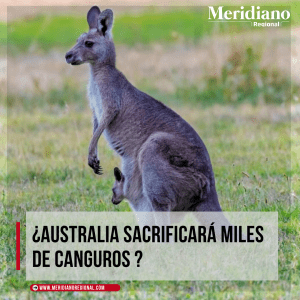 Meridiano regional - Australia sacrificara miles de canguros - ecóloga Katherine Moseby – noticias internacionales - Meridiano Regional Meridiano regional - Australia sacrificara miles de canguros - ecóloga Katherine Moseby – noticias internacionales