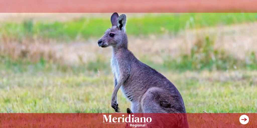 Meridiano regional - Australia sacrificara miles de canguros - ecóloga Katherine Moseby – noticias internacionales