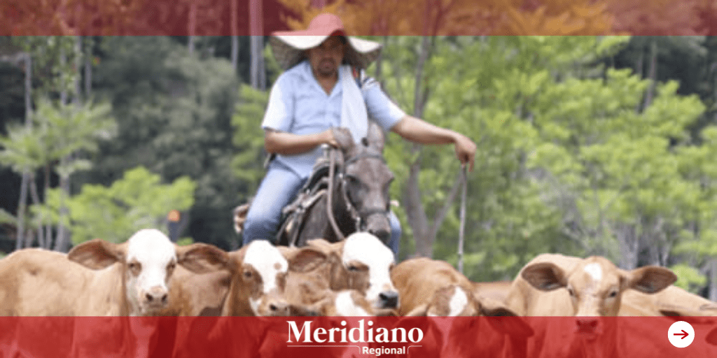 meridiano regional - Hernán Garcés - noticias El Tambo - fiscalía general de la nación - Ganaderos de la zona centro del Cauca se declararon en estado de alerta