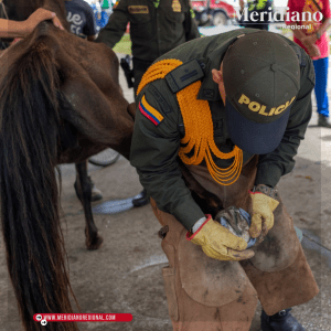 meridiano regional - Popayán ejecuta acciones para el cuidado y protección de los animales- alcaldía de Popayán - protección animales - vehículos de tracción animal - Policía Ambiental