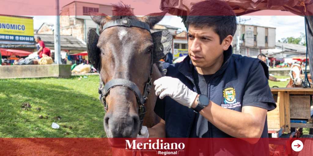 meridiano regional - Popayán ejecuta acciones para el cuidado y protección de los animales- alcaldía de Popayán - protección animales - vehículos de tracción animal - Policía Ambiental