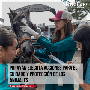 meridiano regional - Popayán ejecuta acciones para el cuidado y protección de los animales- alcaldía de Popayán - protección animales - vehículos de tracción animal - Policía Ambiental