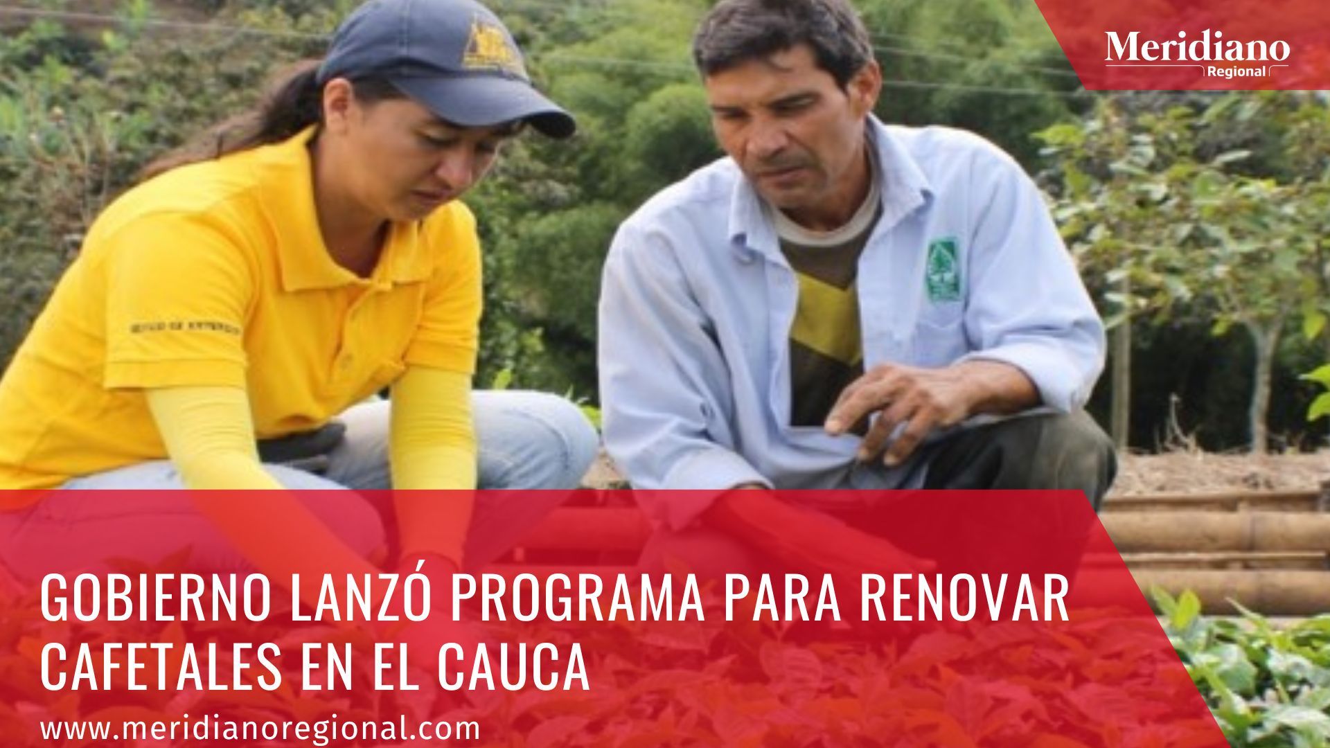 Gobierno lanzó programa para renovar cafetales en el Cauca