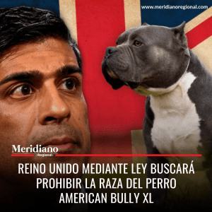 Meridiano regional - EL Gobierno de Reino Unido mediante una ley buscará prohibir la raza del perro American Bully XL – noticias internacionales – se prohíbe raza de perro en reino unido