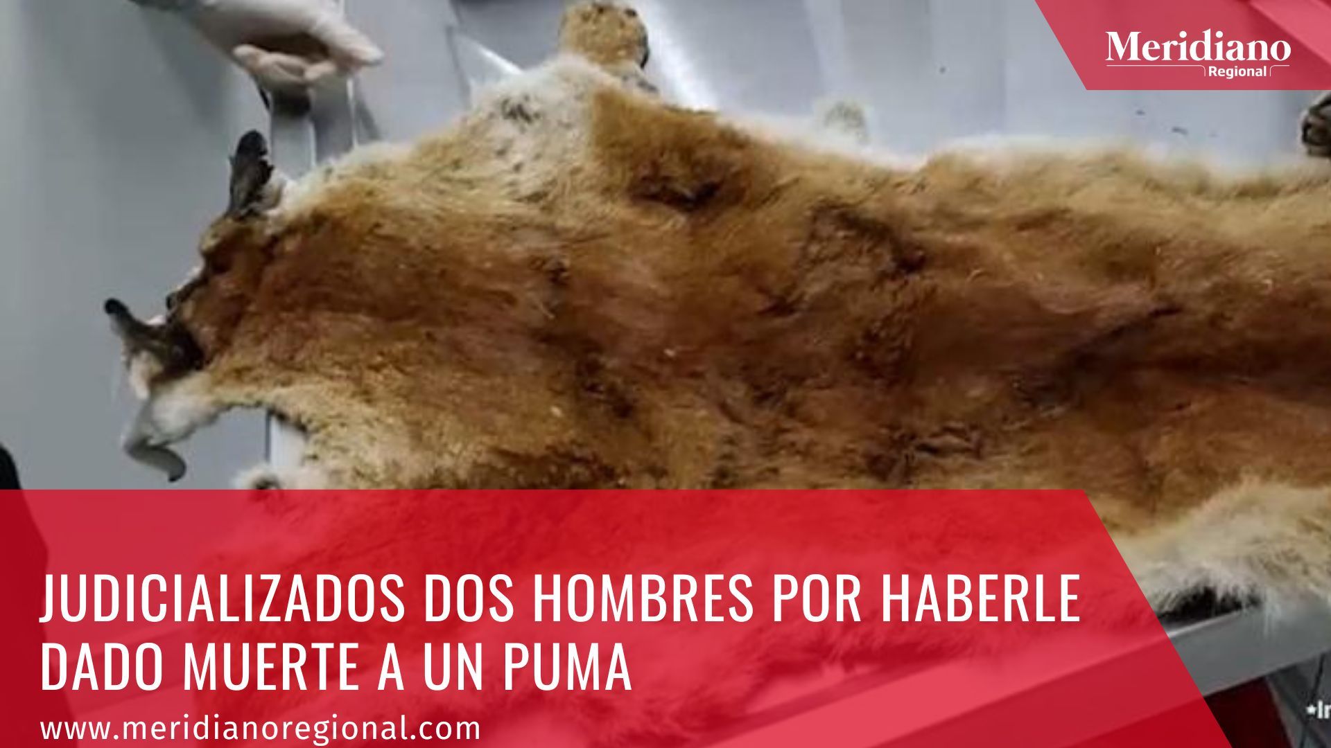 Meridiano-regional-Judicializados-dos-hombres-por-haberle-dado-muerte-a-un-puma-–-noticias-maltrato-animal-Robinson-Ramirez-Florez-Jesus-Antonio-Tapias-Vasquez