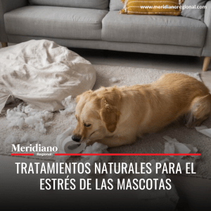Meridiano regional - Tratamientos naturales para el estrés de las mascotas – noticias cauca – noticias Colombia – noticias perros