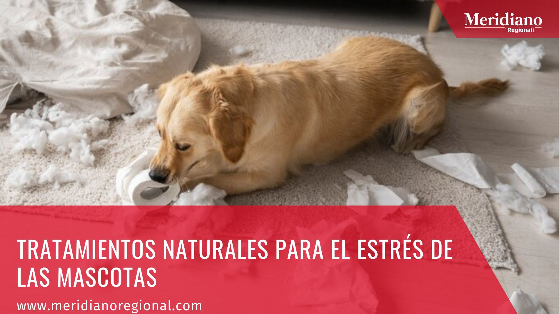 Meridiano regional - Tratamientos naturales para el estrés de las mascotas – noticias cauca – noticias Colombia – noticias perros